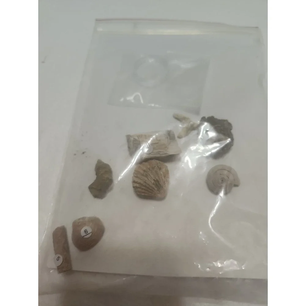Fossil Study Kit‎